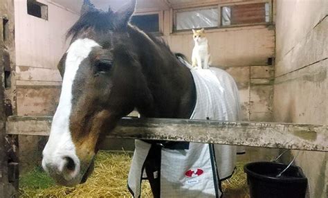 Rennpferde im Ruhestand erhalten auf Hokkaido eine zweite Chance