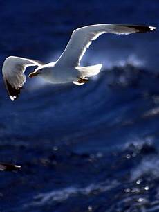 livingston gabbiano il gabbiano jonathan livingston benessere e armonia livingston gabbiano il gabbiano jonathan livingston benessere e armonia