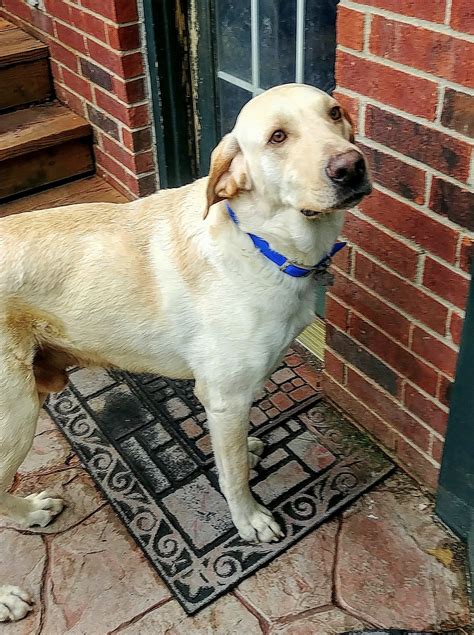 Image result for Rescue Dogs Labrador Retriever