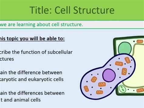 Image result for Crash Course Cell Structure