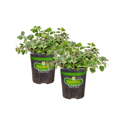 Bonnie Plants 2-Pack Greek Oregano in 2-oz Pot 202015 at Lowes.com