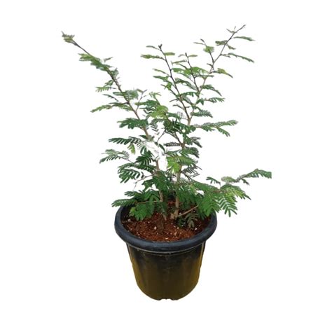 Gachwala Shami Plant Original with Pot (Prosopis Cineraria), Sami Plant ...