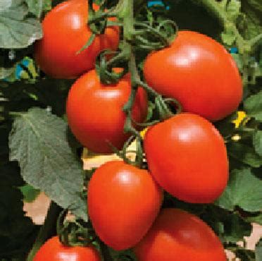 Tomato Varieties | Syngenta