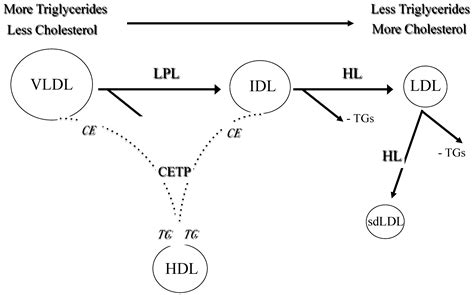 Atherosclerosis Development and Progression: The Role of Atherogenic ...