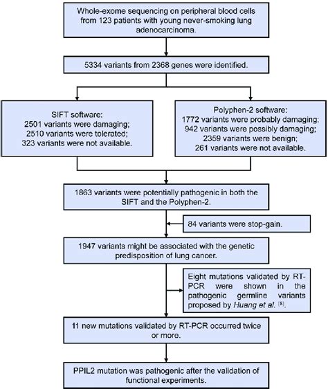 Case Study Workflow 的图像结果