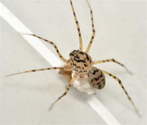 spitting spider with egg sac - Scytodes thoracica - BugGuide.Net