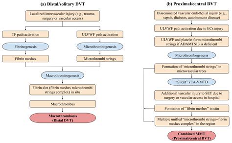 Pathogenesis of Two Faces of DVT: New Identity of Venous ...