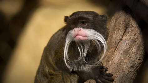 Definitive Guide To Bearded Emperor Tamarin Facts, Habitat ...