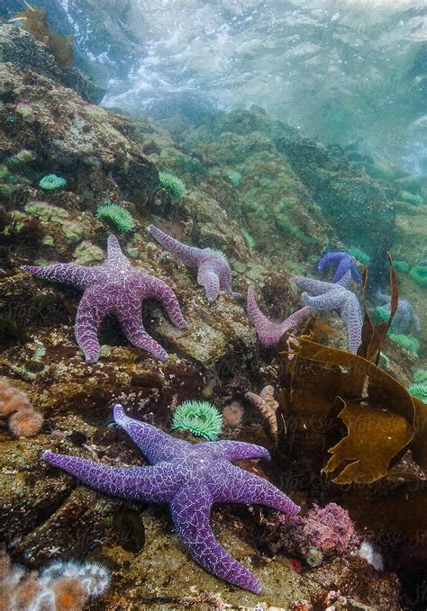Purple Sea Star