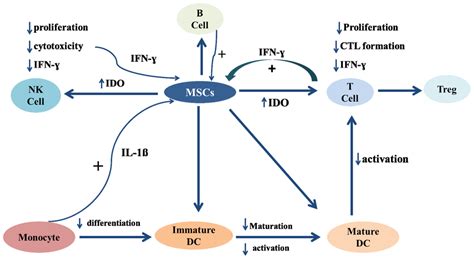 The Immunomodulatory and Neuroprotective Effects of Mesenchymal Stem ...