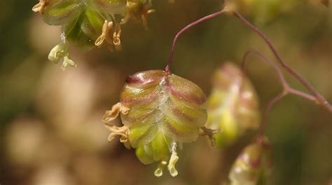 34 Facts About Gymnosperm - Facts.net