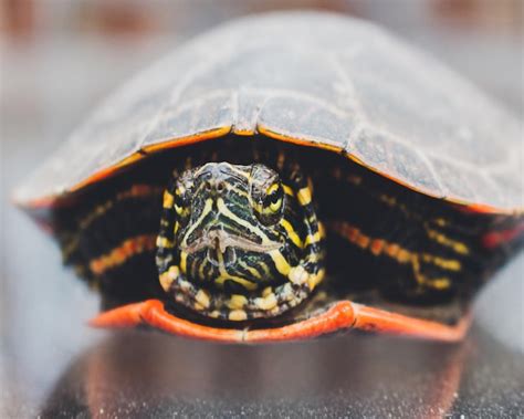 Image result for Lizard Containers