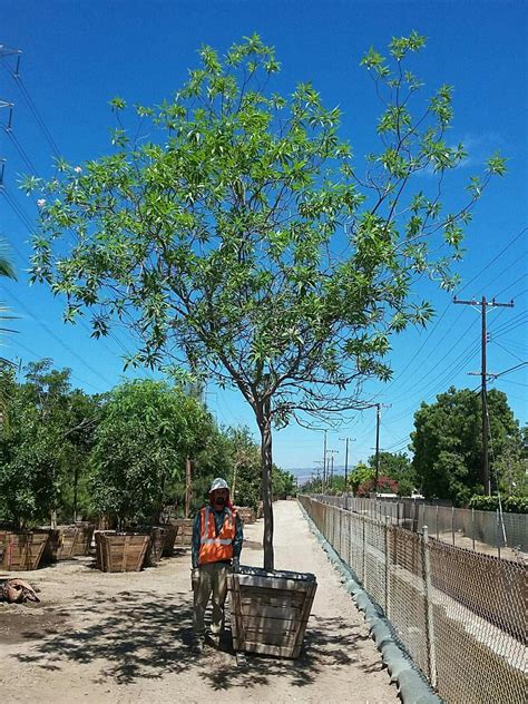 Buy Cercidium hybrid (Parkinsonia) ‘Desert Museum’
