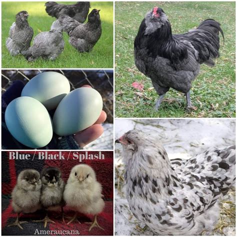 Image result for Chicken Farming Tips