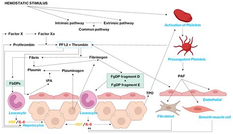 The Interconnected World of Coagulation Factors, Platelets and ...