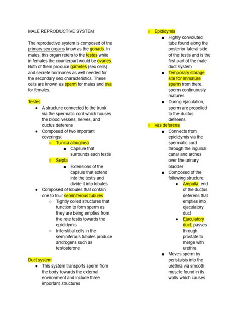 Image result for Male Reproduction System Textbook