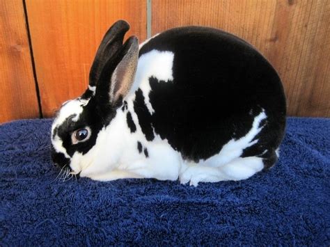Image result for Mini Rex Varieties