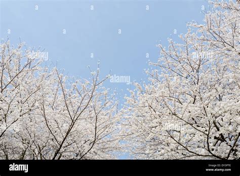 Cherry Tree 的图像结果