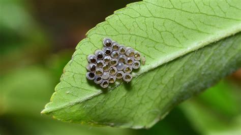 Ladybug Season 2 的图像结果