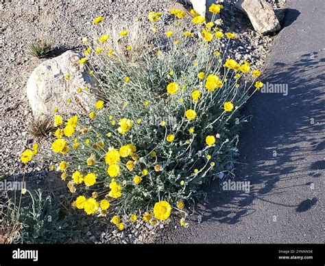 Desert Marigold (Baileya multiradiata Stock Photo - Alamy