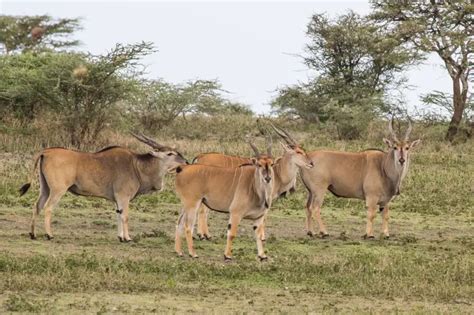 Eland Tutorial Python 的图像结果