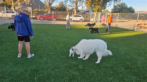 11/1/25, class 1 of 6: Dog Social Prep Class - any age, all size dogs ...