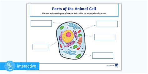 Worksheet: Parts of the Animal Cell