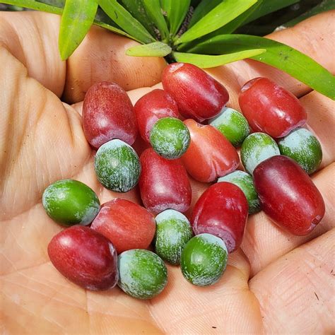Yew Plum Pine Live Plant (Podocarpus macrophyllus) – veliyathgardens