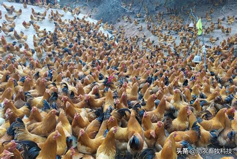 【视频】养鸡运用部分发酵饲料效果好，鸡场不臭病少，肉质好效益高_现代生态养鸡技术_生态养殖技术_高效生态养殖技术网