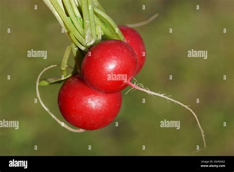 Image result for Multigraph Figure Example