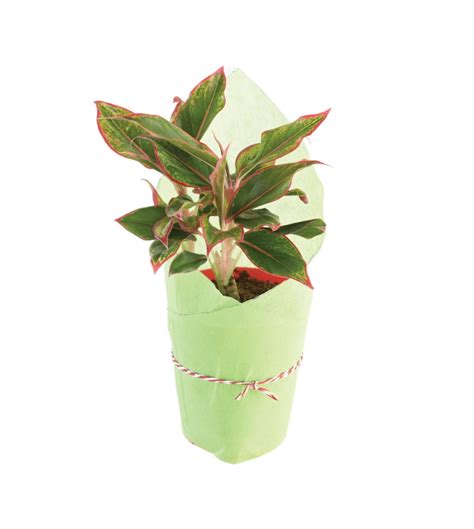 Aglaonema Red plant wrapped — Plan A Plant