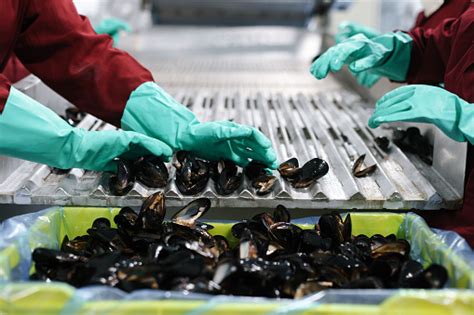 Washing Mussels 的图像结果