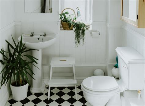 The 10 best plants for bathrooms | 6sqft