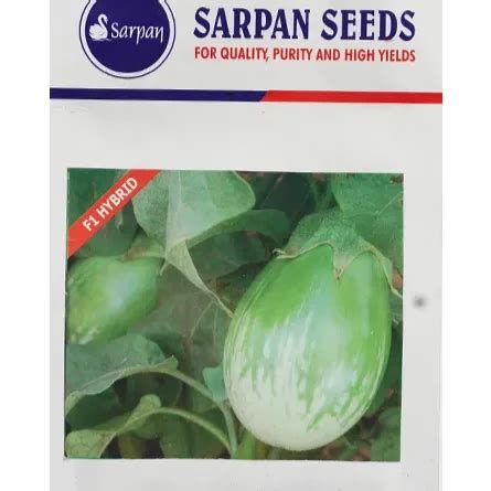 Kudachi 501 Brinjal Seeds - Sarpan | F1 Hybrid | Buy Online Now – Desikheti