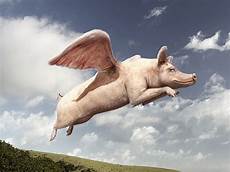 maiali volanti s fish and photos flying pig maiali volanti s fish and photos flying pig