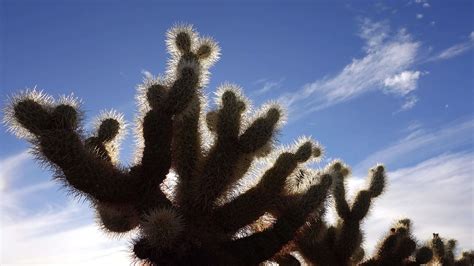 Arizona cacti. Teddy bear cholla Cylindropuntia. Different types of ...