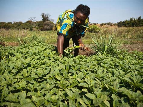 Local Production 的图像结果