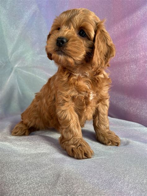 Image result for Red Cockapoo