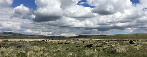 Sagebrush and Saddles – Reflections of a Girl Who Grew Up Country