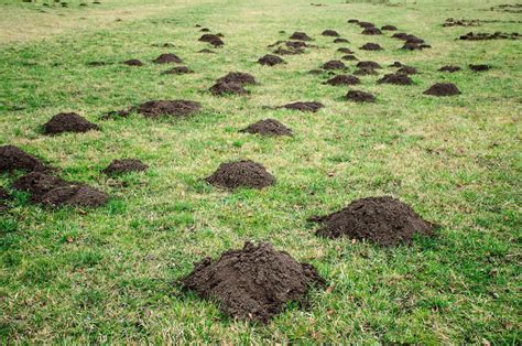 Tips for Identifying and Repairing Mole Holes | Family Handyman