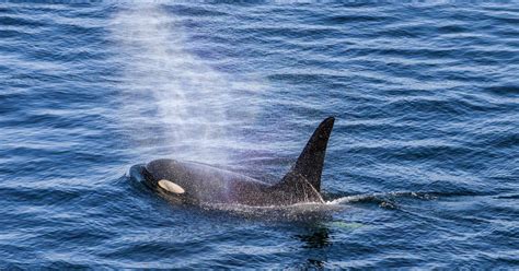 A bond through salmon, language, and grandmothers | Raincoast