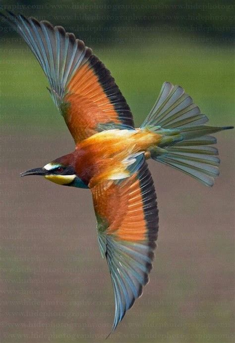 Image result for European Bee-eater Flying Back View