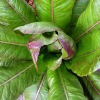 Romana-Salat 'Romaine Red Cos' (Lactuca sativa) - ca. 80 Biosamen