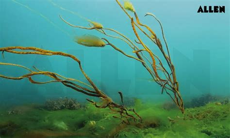 Ectocarpus: Classification, Habitat, Reproduction and Life Cycle