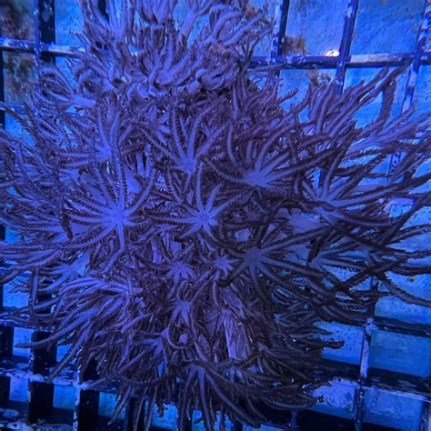 Silver Tip Pulsing Xenia - Value Size – Barrier Reef Aquariums