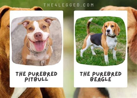 Pitbull Beagle Mix: Everything You Need to Know About the Beaglebull