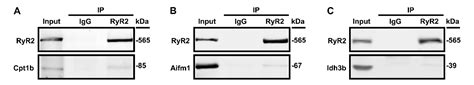 Phosphorylation-Dependent Interactome of Ryanodine Receptor Type 2 in ...