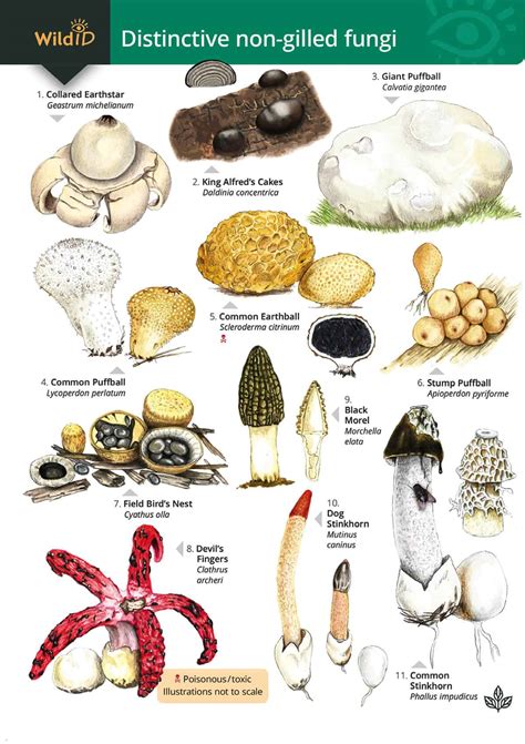 Names Of Fungi