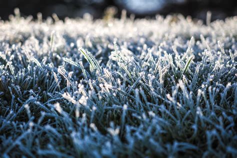 Winter Lawn Care Strategies for a Healthy Spring - Lawn Specialties