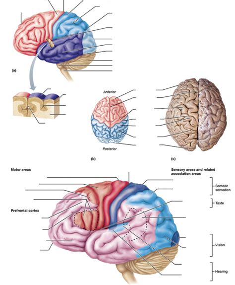 Brain Function Explained 的图像结果